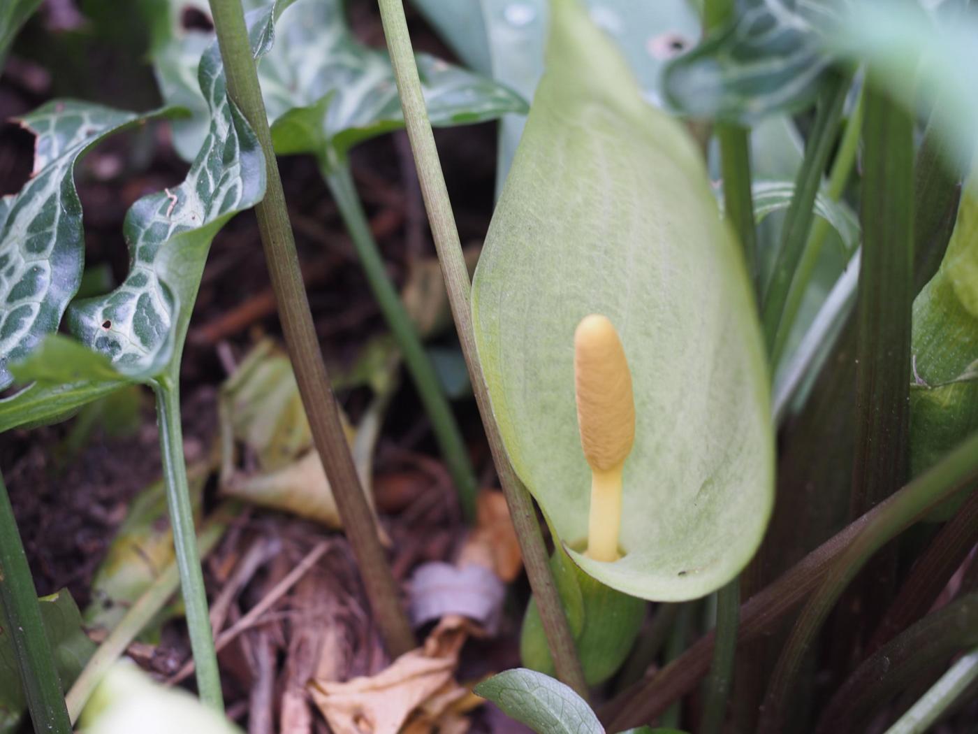 Cuckoo-pint, Italian flower